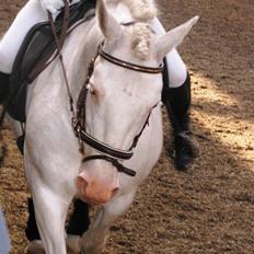 Welsh Cob (sec D) Funny