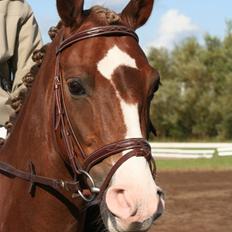 DSP Alcoy Kærlund SOLGT