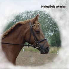 Anden særlig race Holmgårds Phoebe "solgt"