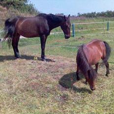 Anden særlig race Bella R.I.P. d. 27/10-09
