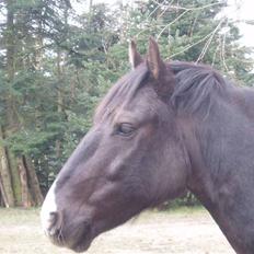 Anden særlig race Armarnis-Solgt :'(