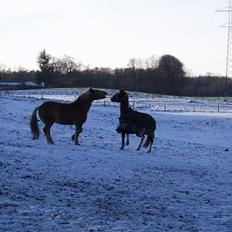 Anden særlig race Armarnis-Solgt :'(