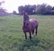 Welsh Partbred (Sec F) Siem´s Patricia