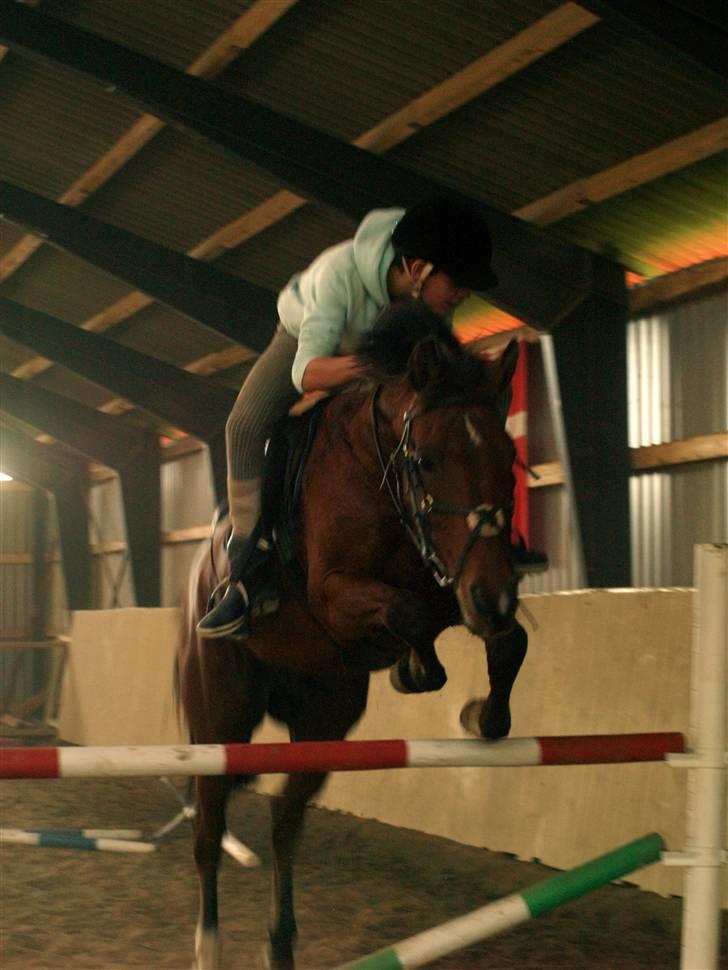 New Forest Urbie boy - spring træning hos gitte og bjarne foto: mk-foto,gallerisider.dk billede 5