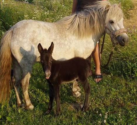 Shetlænder Kiwi fra Torsmark  *SOLGT - Kiwi med hendes muldyr-føl, Mulle ;o) billede 1