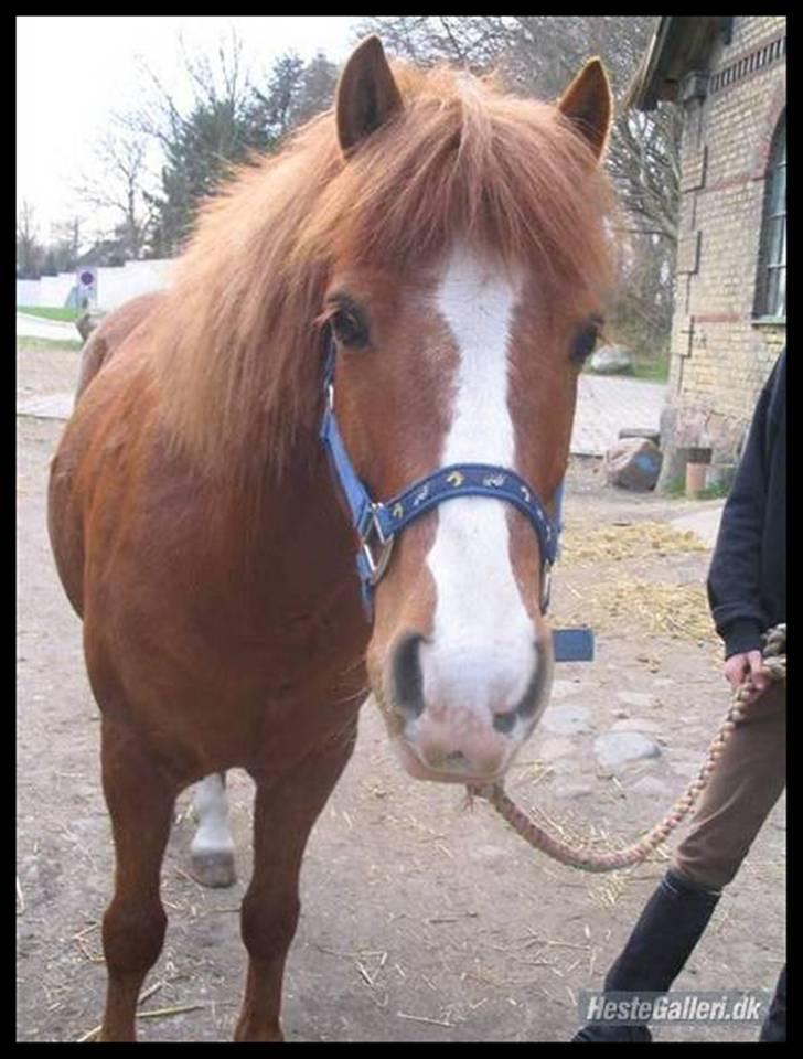 Anden særlig race Laban <3 (solgt) - gammelt billed<3 han er så skøn <3 elsker den pony (: billede 15