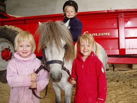 Shetlænder Kiwi fra Torsmark  *SOLGT - Kiwi og tøserne, på min datters 5års fødselsdag. billede 3