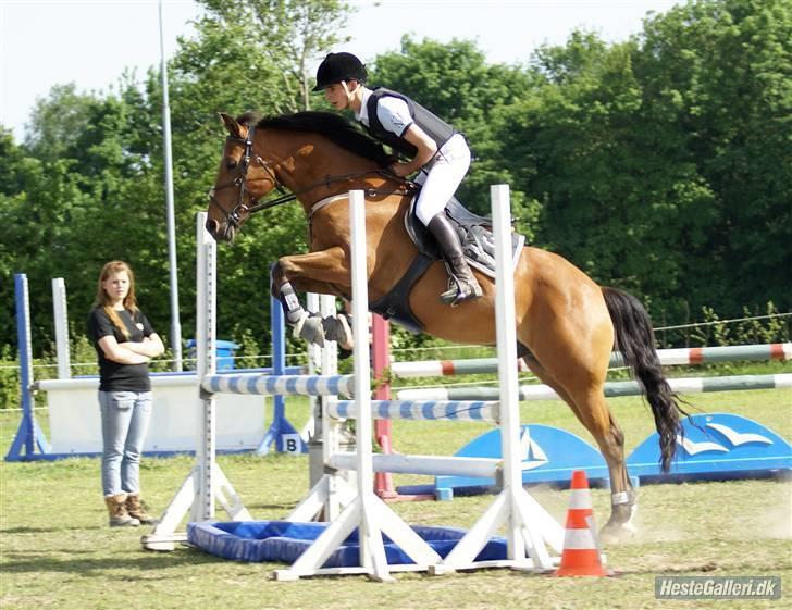 New Forest Urbie boy - stævne på midtfyns rideklub vandt la foto: tine f nielsen billede 6