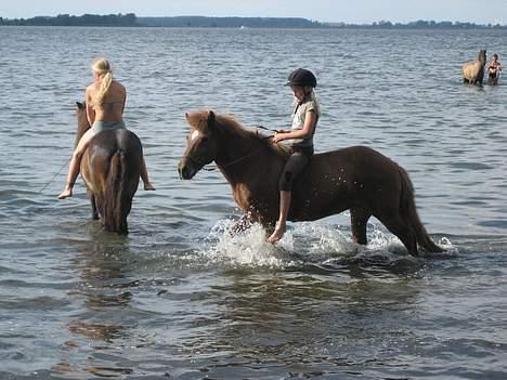 Islænder Friða fra Hellum  billede 4