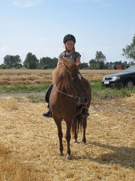 Islænder Friða fra Hellum  billede 5