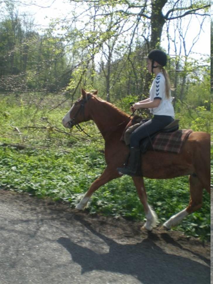 Anden særlig race Baldur - Line & Baldur på 15km til DRLR-ridtet.. billede 1