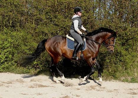 Dansk Varmblod Gladiator - Lidt galop på banen billede 16