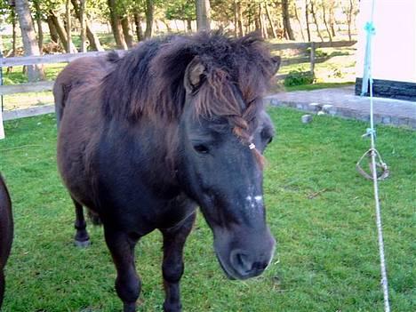 Shetlænder MIN ELVIS<33' R.I.P!:'( - eij, jeg sávner dig<3 billede 15