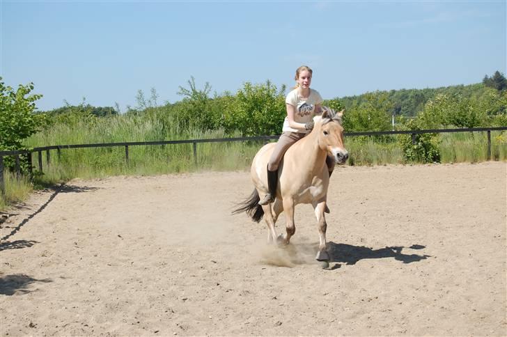 Fjordhest Miki - SOLGT - #5  Galop Foto: Mathilde billede 5