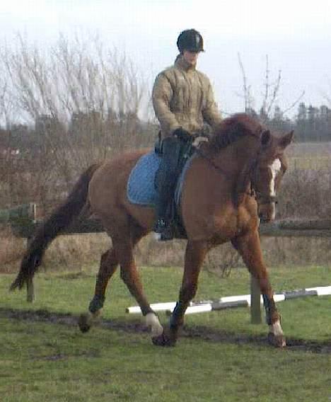 Hannoveraner (Malmkærs)Wisconsin SOLGT - her er jeg da umodståelig hva? <333 kyss<333 billede 16