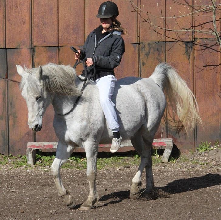 Anden særlig race Chiara - 7# Dygtige Chiara udenfor i cordeo ;) [taget af Suz] billede 7