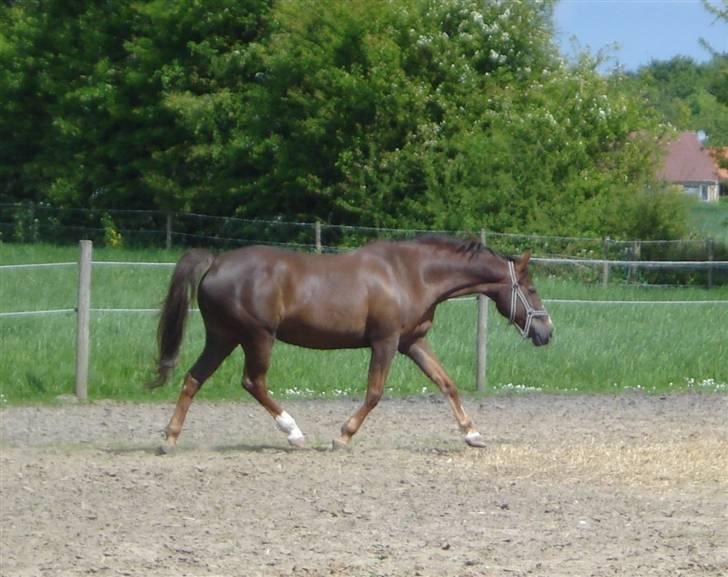 Anden særlig race Malaika R.I.P - Det kan godt være man er pensioneret, men energi har man vel stadig ;D haha - sommer 2008 billede 9