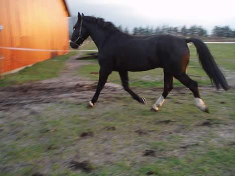 Oldenborg Congo højbogård billede 1