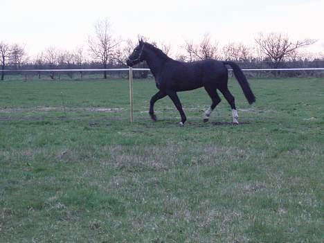Oldenborg Congo højbogård billede 2