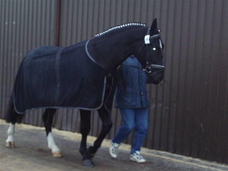 Oldenborg Congo højbogård - kårring år februar 2006 billede 3