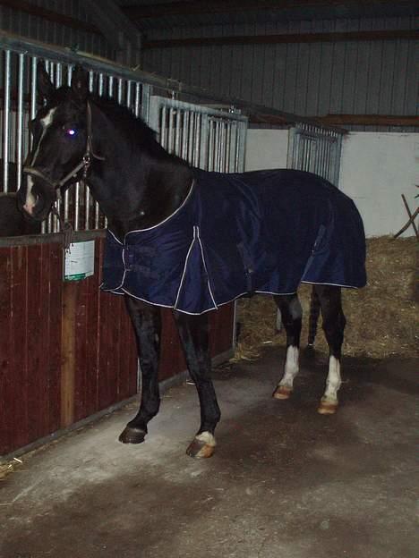 Oldenborg Congo højbogård billede 4