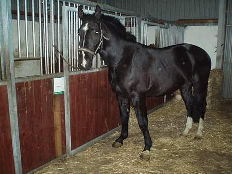 Oldenborg Congo højbogård billede 5