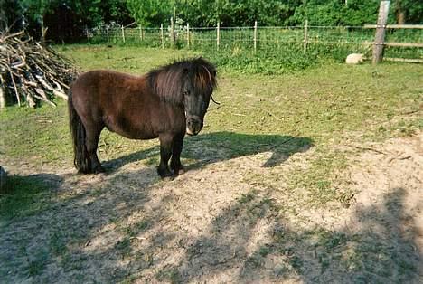 Shetlænder Jolly - gammelt billede 12