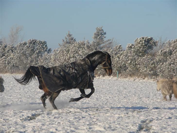 Anden særlig race Monty <3  - Monty blev bange for jørgen og far :) <3 ....-Fotograf * Camilla Thomsen billede 4