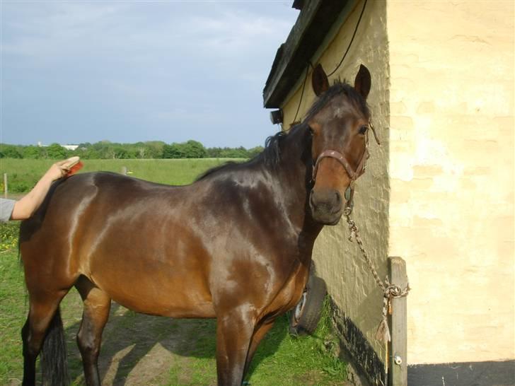 Anden særlig race Monty <3  - Monty´s Profil :)<3   ....-Fotograf * Camilla Thomsen billede 7