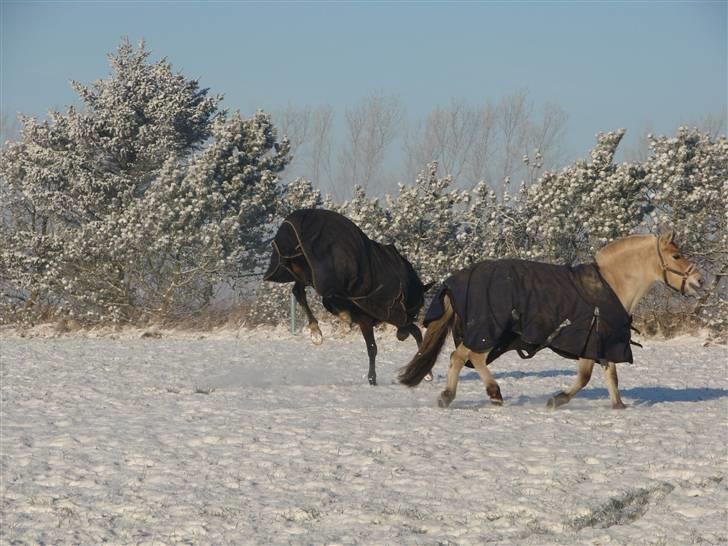 Anden særlig race Monty <3  - Idylisk mark billede :) Lidt tyk :P   ....-Fotograf * Mig billede 8