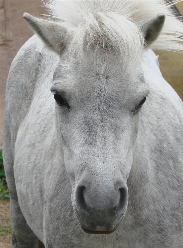 Shetlænder Mayby <3(: - Fotograf: CamillaTHomsen billede 8