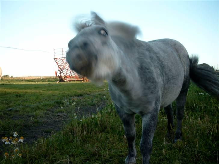 Shetlænder Mayby <3(: - Fotograf: CamillaTHomsen billede 9