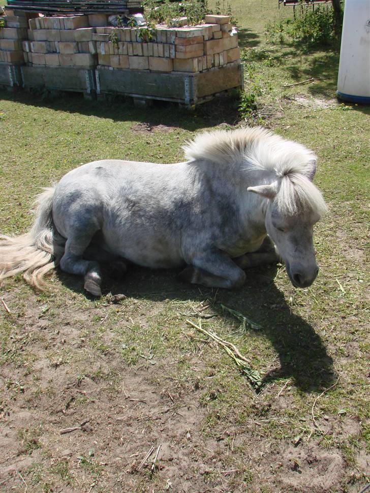 Shetlænder Mayby <3(: - Fotograf: CamillaTHomsen billede 11