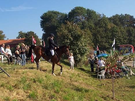 Anden særlig race Bacardi - Aflivet - (12) Ned af bakke, til Derbystævne på Karlslunde Gården billede 12