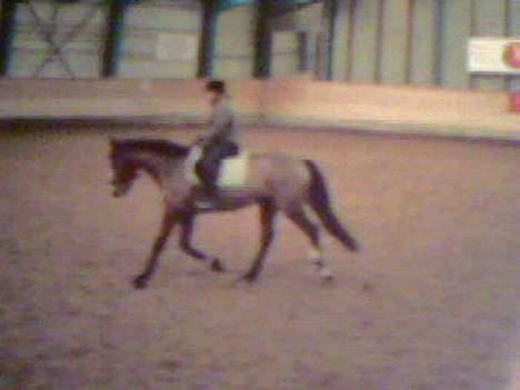 Anden særlig race Bertil billede 13