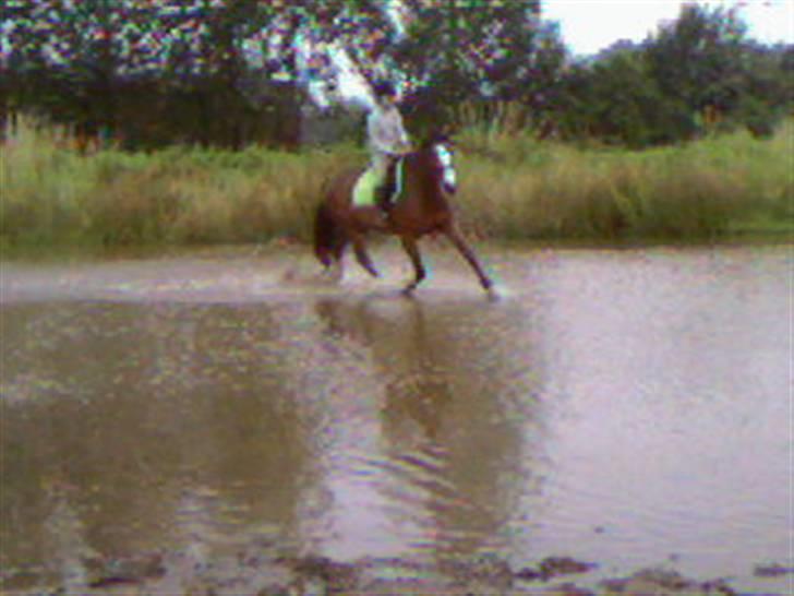 Anden særlig race Bertil billede 14