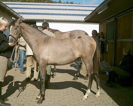 Pura Raza Española Dalgards Guapa(aflivet) - Guapa som føl billede 20