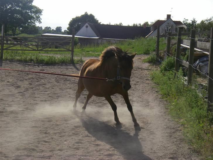 Pinto Araber Nala Stream Valley - Blev lige bange :D billede 3