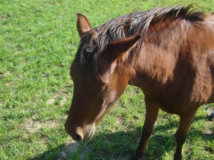 Pinto Araber Nala Stream Valley - Chil out Nala haah<´3 billede 4