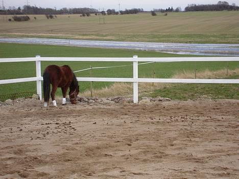 Pinto Araber Nala Stream Valley billede 7