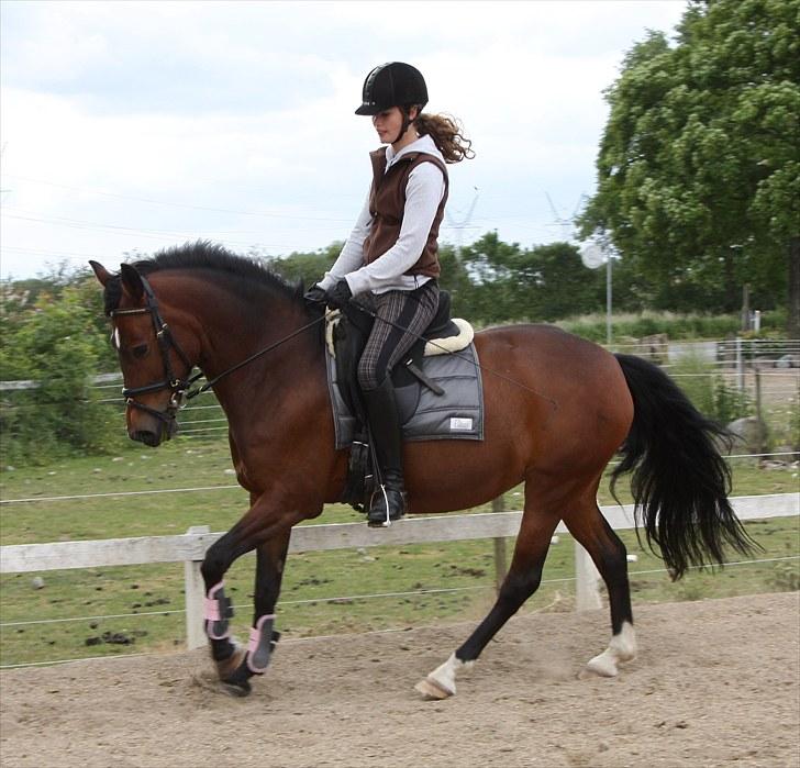 New Forest Elmholts Bellis - D.19/12 14 - Galop.. :) Min dejlige pony <3 Foto:* >GalopGrisen & blondinen !* ! billede 9