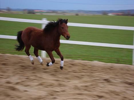 Pinto Araber Nala Stream Valley billede 10