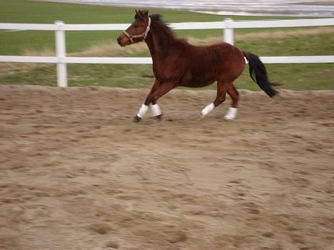 Pinto Araber Nala Stream Valley billede 11