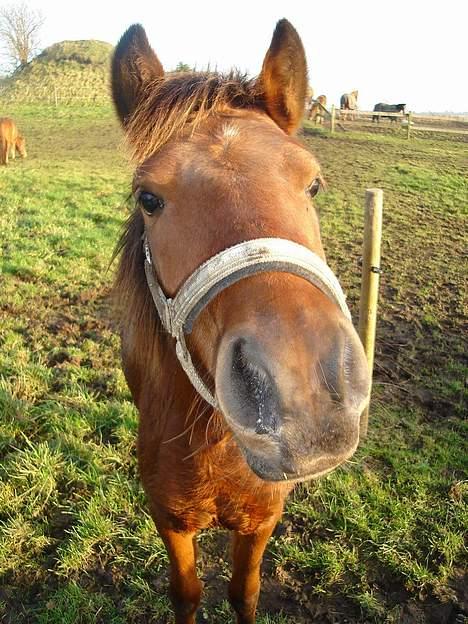Pinto Araber Nala Stream Valley - lige en smukt billede af min Baby billede 12
