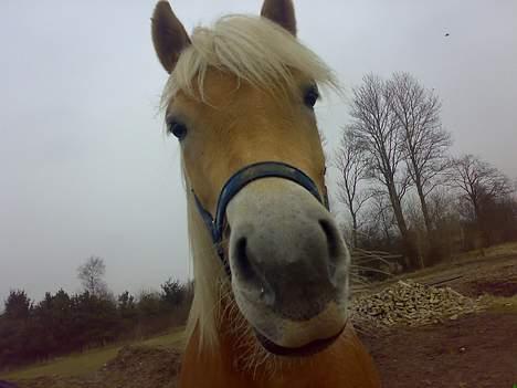 Haflinger Adios - kan i se mig ?? jeg er lige her ..  billede 8