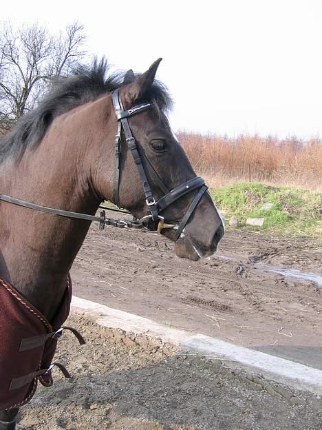 Anden særlig race Branddammens Tabasco - 18/2-07. Jeg var bare så god den dag :-)  billede 11