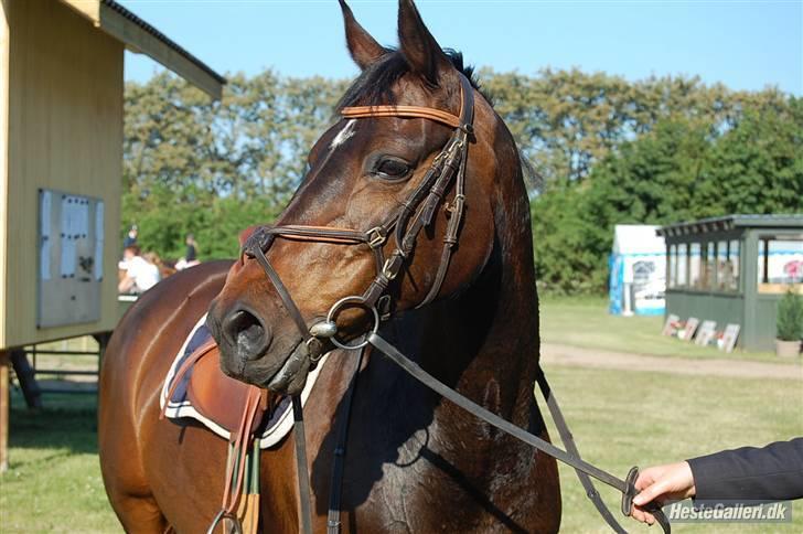 Anden særlig race Lux Liberty.solgt billede 2