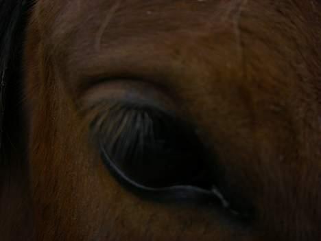 Pinto Araber Nala Stream Valley billede 13