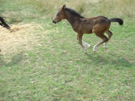 Welsh Pony af Cob-type (sec C) West Side Billy boy *solgt* - August 2006 billede 15