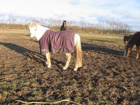 Anden særlig race Schanell - Jeg er da sød?? :) billede 1